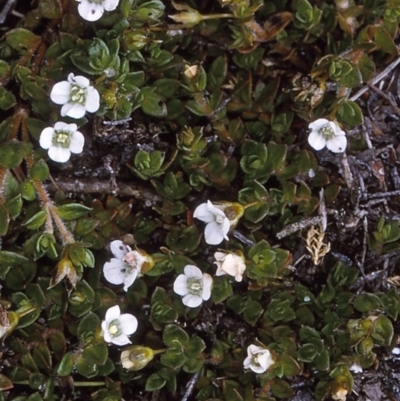 Mitrasacme pilosa (Hairy Mitrewort) at Nadgee, NSW - 9 Dec 1996 by BettyDonWood