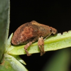 Gonipterus sp. (genus) (Eucalyptus Weevil) at ANBG - 23 Dec 2018 by TimL