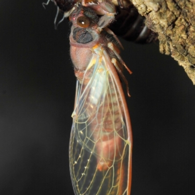 Yoyetta sp. (genus) (Firetail or Ambertail Cicada) at ANBG - 23 Dec 2018 by TimL