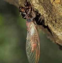 Yoyetta sp. (genus) at Hackett, ACT - 23 Dec 2018 12:35 PM