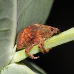 Gonipterus sp. (genus) (Eucalyptus Weevil) at ANBG - 23 Dec 2018 by TimL