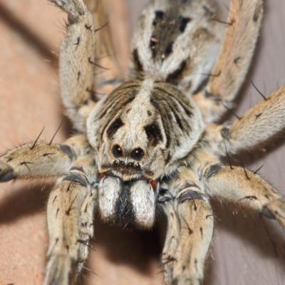 Tasmanicosa godeffroyi (Garden Wolf Spider) at Evatt, ACT - 26 Dec 2018 by TimL