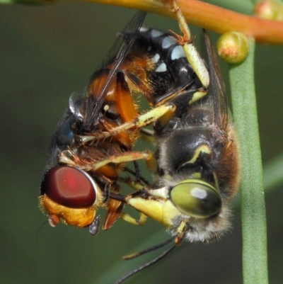 Bembix sp. (genus) (Unidentified Bembix sand wasp) at Hackett, ACT - 23 Dec 2018 by TimL