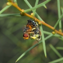 Bembix sp. (genus) at Hackett, ACT - 23 Dec 2018 12:30 PM