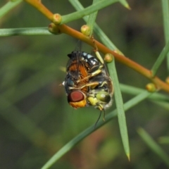 Bembix sp. (genus) at Hackett, ACT - 23 Dec 2018