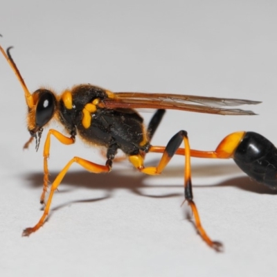 Sceliphron laetum (Common mud dauber wasp) at Evatt, ACT - 24 Dec 2018 by TimL