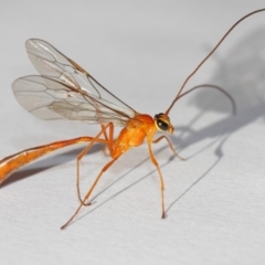 Enicospilus sp. (genus) (An ichneumon wasp) at Evatt, ACT - 26 Dec 2018 by TimL