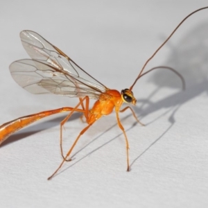 Enicospilus sp. (genus) at Evatt, ACT - 26 Dec 2018