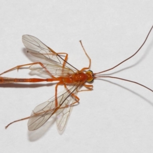 Enicospilus sp. (genus) at Evatt, ACT - 26 Dec 2018