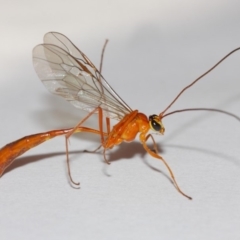 Enicospilus sp. (genus) at Evatt, ACT - 26 Dec 2018