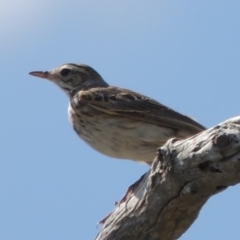 Anthus australis (Australian Pipit) at Urambi Hills - 26 Dec 2018 by michaelb