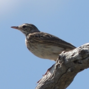 Anthus australis at Kambah, ACT - 26 Dec 2018