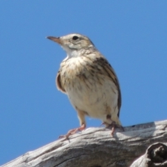 Anthus australis at Kambah, ACT - 26 Dec 2018