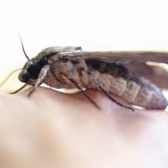 Psilogramma casuarinae (Privet Hawk Moth) at Gungahlin, ACT - 21 Dec 2018 by Esmerelda