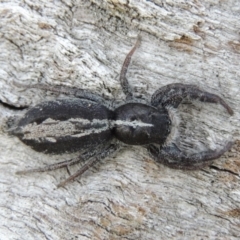 Ocrisiona leucocomis (White-flecked Crevice-dweller) at Tuggeranong DC, ACT - 26 Dec 2018 by MichaelBedingfield