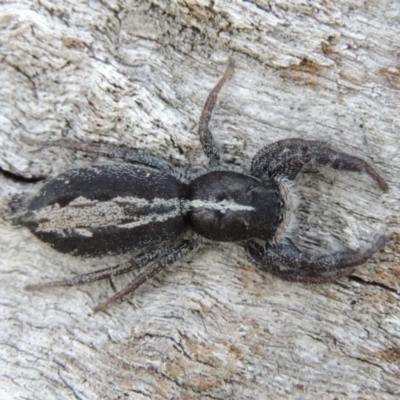 Ocrisiona leucocomis (White-flecked Crevice-dweller) at Tuggeranong DC, ACT - 26 Dec 2018 by MichaelBedingfield