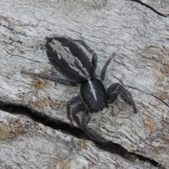 Ocrisiona leucocomis at Tuggeranong DC, ACT - 26 Dec 2018 06:27 PM