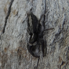 Ocrisiona leucocomis at Tuggeranong DC, ACT - 26 Dec 2018 06:27 PM