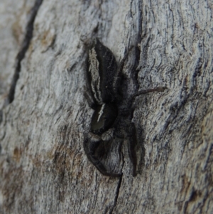 Ocrisiona leucocomis at Tuggeranong DC, ACT - 26 Dec 2018