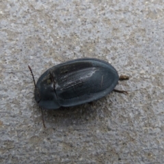 Pterohelaeus piceus (Pie-dish beetle) at Googong, NSW - 30 Dec 2018 by SandraH