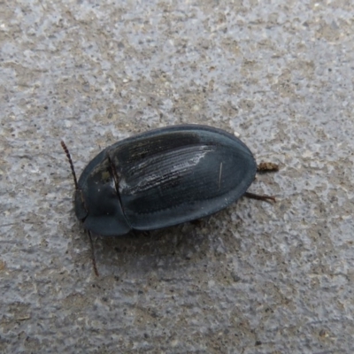 Pterohelaeus piceus (Pie-dish beetle) at Googong, NSW - 30 Dec 2018 by SandraH