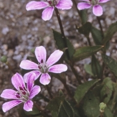 Schelhammera undulata (Lilac Lily) at Biamanga National Park - 9 Dec 1996 by BettyDonWood