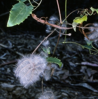 Clematis aristata (Mountain Clematis) at Mumbulla State Forest - 11 Apr 1997 by BettyDonWood