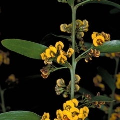 Daviesia mimosoides subsp. mimosoides at Bournda Nature Reserve - 22 Oct 1996 by BettyDonWood