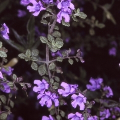Prostanthera incana (Velvet Mint-bush) at Eden, NSW - 20 Oct 1996 by BettyDonWood