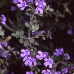 Prostanthera incana (Velvet Mint-bush) at Eden, NSW - 19 Oct 1996 by BettyDonWood