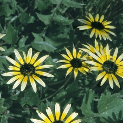 Arctotheca calendula (Capeweed, Cape Dandelion) at Nullica State Forest - 21 Oct 1996 by BettyDonWood