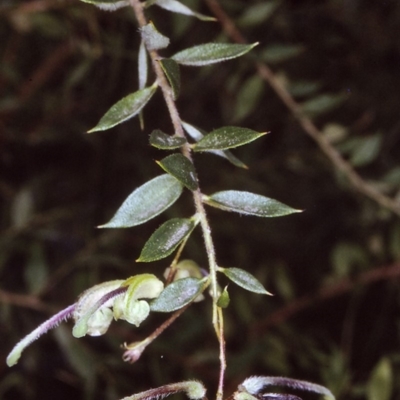 Grevillea mucronulata at Merimbula, NSW - 21 Oct 1996 by BettyDonWood