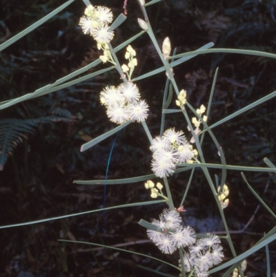 Acacia suaveolens (Sweet Wattle) at Bell Bird Creek Nature Reserve - 4 Jul 1996 by BettyDonWood