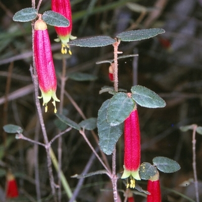 Correa reflexa var. speciosa at Bell Bird Creek Nature Reserve - 5 Jul 1996 by BettyDonWood