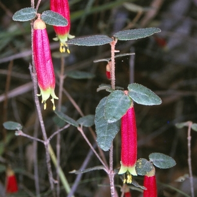 Correa reflexa var. speciosa at Bell Bird Creek Nature Reserve - 4 Jul 1996 by BettyDonWood