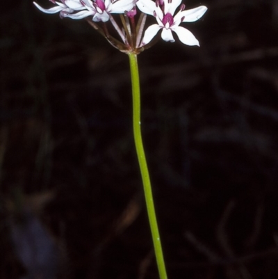 Burchardia umbellata (Milkmaids) at Broadwater State Forest - 17 Oct 1996 by BettyDonWood