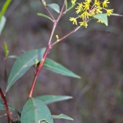Dodonaea triquetra (Large-leaf Hop-Bush) at Eden, NSW - 28 Jan 1996 by BettyDonWood