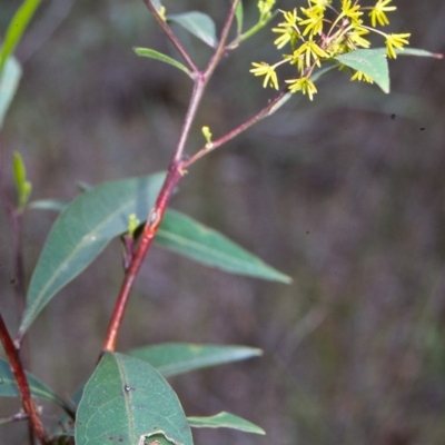 Dodonaea triquetra (Large-leaf Hop-Bush) at Eden, NSW - 27 Jan 1996 by BettyDonWood