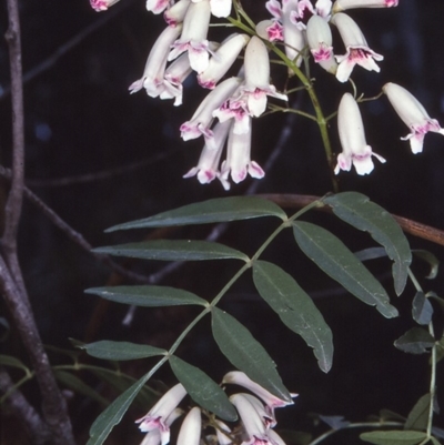 Pandorea pandorana (Wonga Wonga Vine) at Mumbulla State Forest - 18 Sep 1996 by BettyDonWood