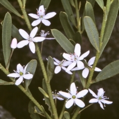 Philotheca trachyphylla (Rock Waxflower) at Doctor George Mountain, NSW - 8 Nov 1996 by BettyDonWood