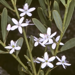 Philotheca trachyphylla (Rock Waxflower) at Doctor George Mountain, NSW - 7 Nov 1996 by BettyDonWood