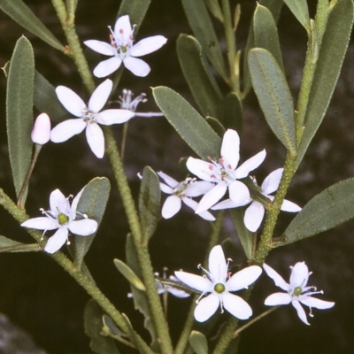 Philotheca trachyphylla (Rock Waxflower) at Doctor George Mountain, NSW - 8 Nov 1996 by BettyDonWood