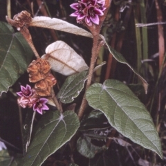 Lasiopetalum macrophyllum (Shrubby Velvet-Bush) at Eden, NSW - 21 Oct 1996 by BettyDonWood