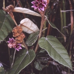 Lasiopetalum macrophyllum (Shrubby Velvet-Bush) at Eden, NSW - 20 Oct 1996 by BettyDonWood