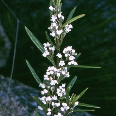 Logania albiflora (Narrow leaf Logania) at Biamanga National Park - 17 Sep 1996 by BettyDonWood