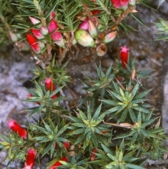 Styphelia humifusum (Cranberry Heath) at East Boyd State Forest - 12 Apr 1997 by BettyDonWood