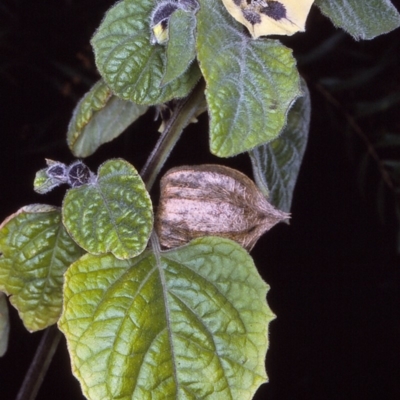 Physalis peruviana (Cape Gooseberry) at East Boyd State Forest - 12 Apr 1997 by BettyDonWood