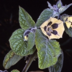 Physalis peruviana at East Boyd State Forest - 12 Apr 1997 12:00 AM