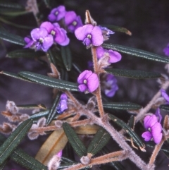 Hovea purpurea (Alpine Hovea) at Mumbulla State Forest - 18 Sep 1996 by BettyDonWood