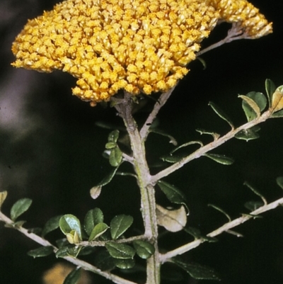 Ozothamnus obcordatus (Grey Everlasting) at Wonboyn, NSW - 6 Dec 1996 by BettyDonWood